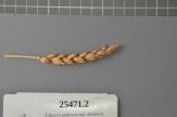 Click for 1 image(s) for this accession. Spike